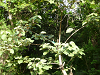 cliquez ici pour voir l'image (P1000099.jpg)