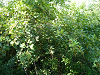 cliquez ici pour voir l'image (P1000130.jpg)