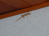 cliquez ici pour voir l'image (P1000171.jpg)