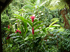 cliquez ici pour voir l'image (P1000182.jpg)