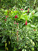 cliquez ici pour voir l'image (P1000183.jpg)