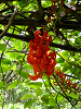 cliquez ici pour voir l'image (P1000184.jpg)
