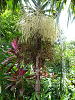 cliquez ici pour voir l'image (P1000188.jpg)