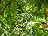 cliquez ici pour voir l'image (P1000190.jpg)