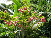 cliquez ici pour voir l'image (P1000195.jpg)