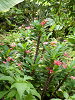 cliquez ici pour voir l'image (P1000197.jpg)