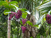 cliquez ici pour voir l'image (P1000199.jpg)