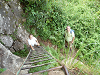 cliquez ici pour voir l'image (P1000277.jpg)